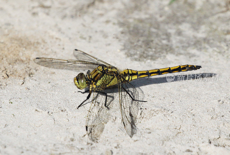 黑尾蜻蜓(Orthetrum cancellatum)雌